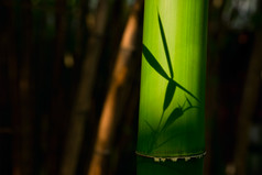 竹子竹叶摄影图片