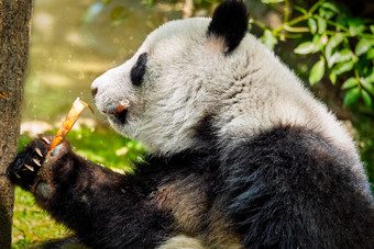 吃竹笋的<strong>熊猫</strong>近景摄影图