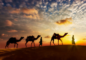 在沙漠里行走的几只骆驼