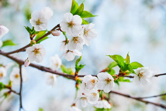 粉白色的樱<strong>花</strong>细节