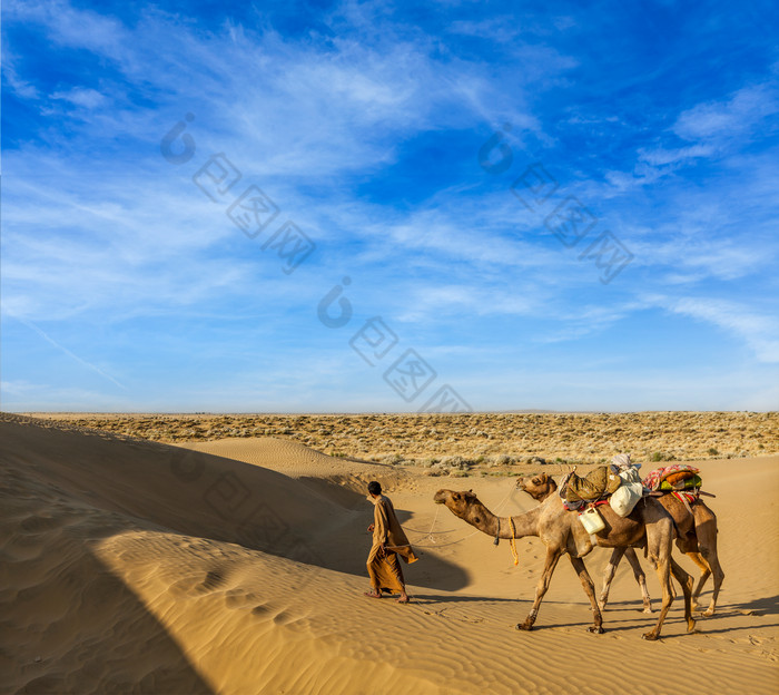 蓝天下沙漠里的几匹骆驼