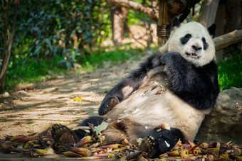 悠闲可爱躺着的大熊猫摄影图