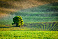 割草场大树树木摄影图
