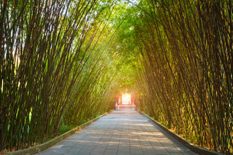 阳光竹林摄影图片
