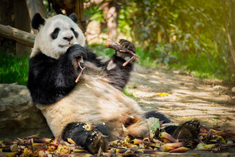 两只爪子拿竹子的熊猫图片