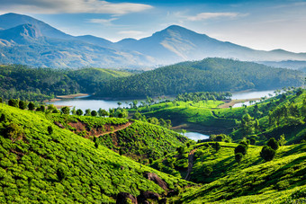 <strong>茶叶种植园</strong>的靓丽风景