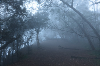 昏暗的充满雾气的树林