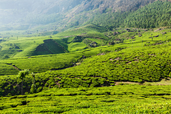 山间茂密的茶田景色