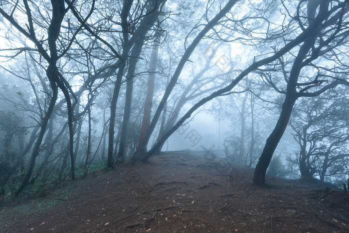 雾气蒙蒙的森林小道
