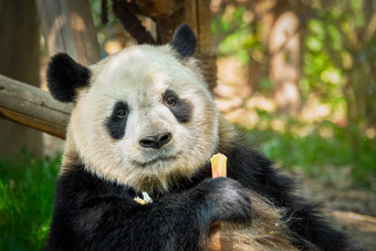 拿着竹子的熊猫摄影图