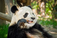 吃竹子的可爱熊猫特写摄影图