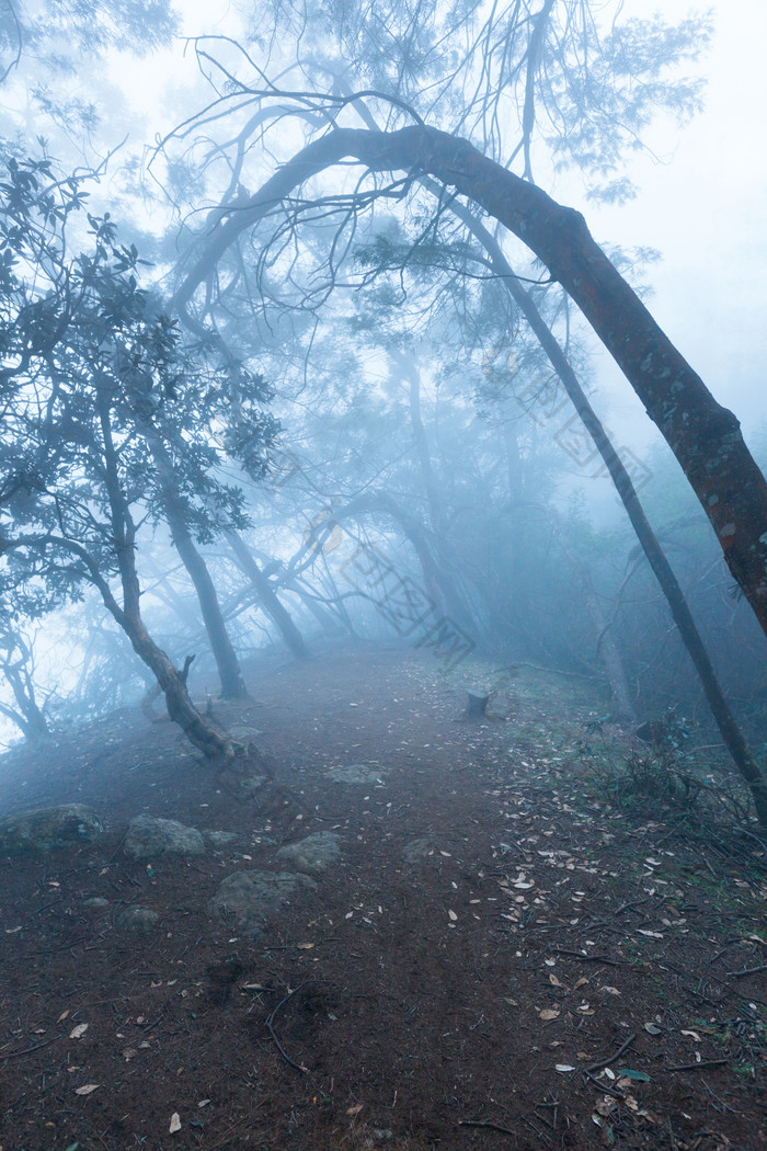 雾气蒙蒙的茂密森林
