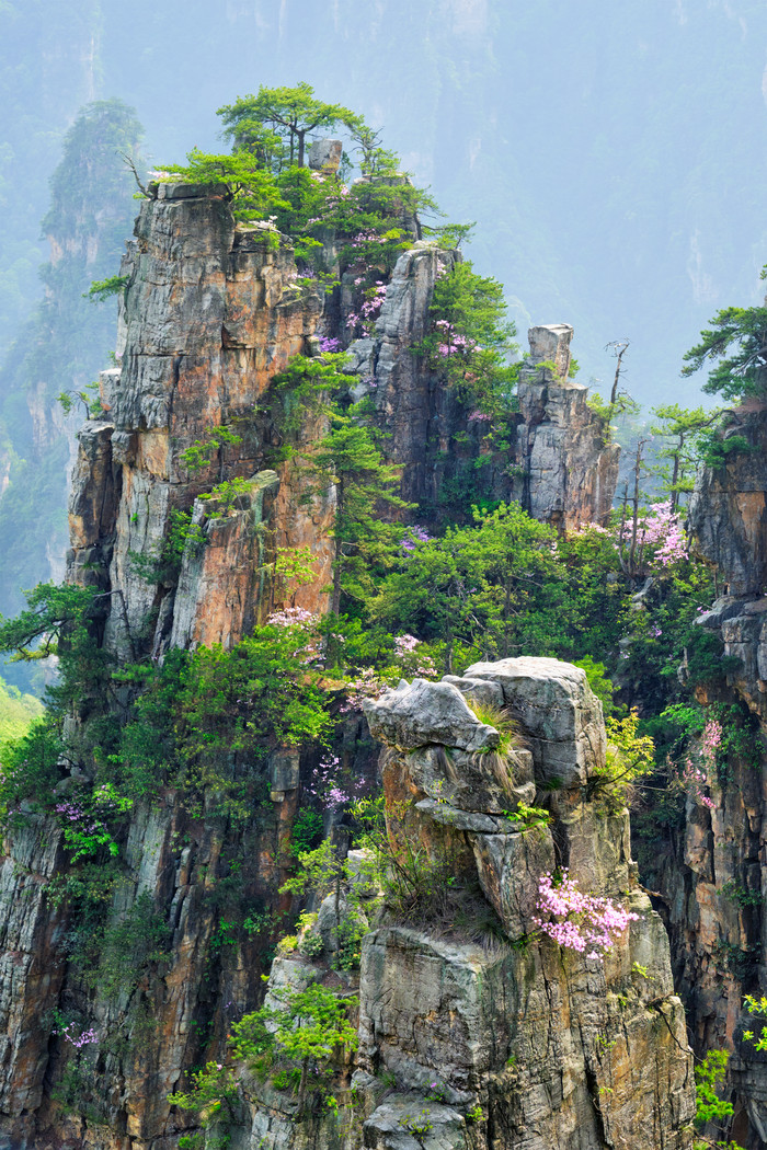 张家界山峰花朵摄影图片