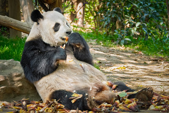 吃竹子的熊猫摄影图片