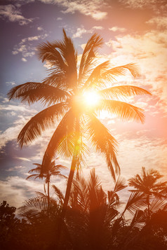 傍晚夕阳中的棕榈树