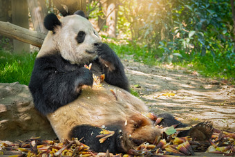 悠闲吃竹子的可爱熊猫
