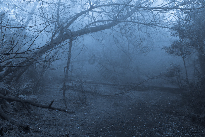 昏暗的茂密陆地树林