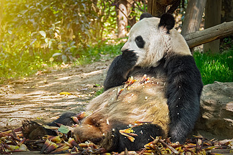 熊貓吃竹筍圖片大全_熊貓吃竹筍素材下載-包圖網