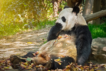 坐在地上吃竹笋的可爱熊猫