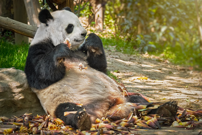 坐着吃竹笋的熊猫摄影图片