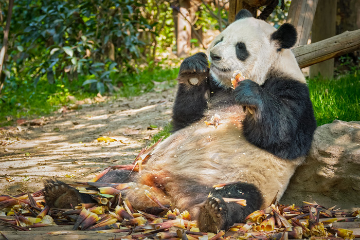 野生动物熊猫吃竹子