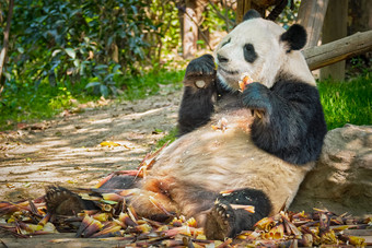 野生动物<strong>熊猫</strong>吃竹子