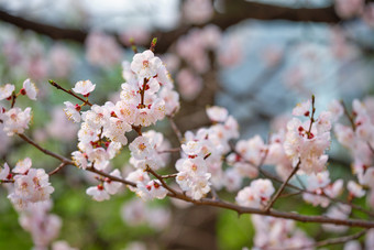 韩国樱花<strong>特写</strong>