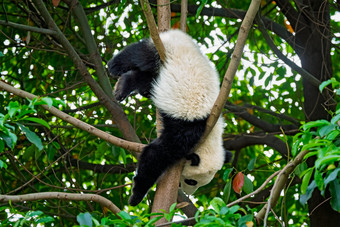 野生动物熊猫树上玩耍