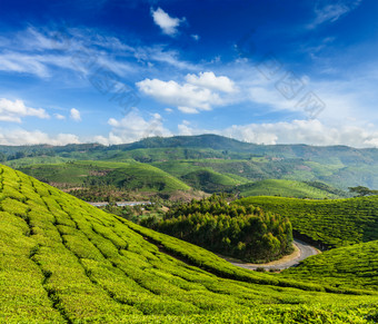 阳光下的茶田茶园