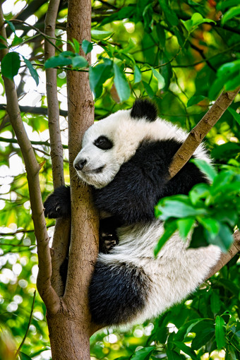 攀爬树枝的野生动物<strong>熊猫图片</strong>