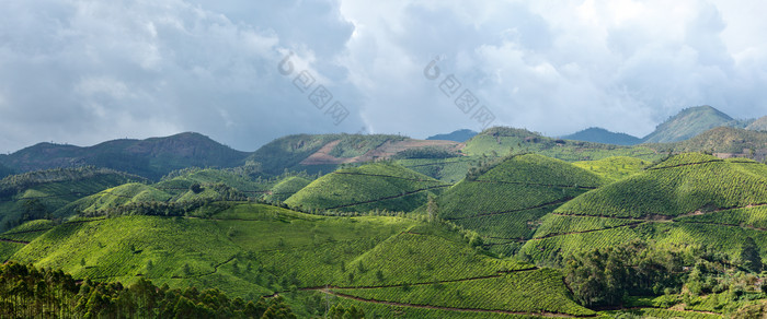 绿色植物山坡风景