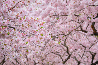 樱花盛开的春天