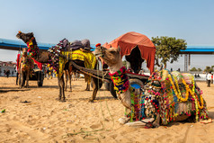 在沙地上休息的观光骆驼摄影图
