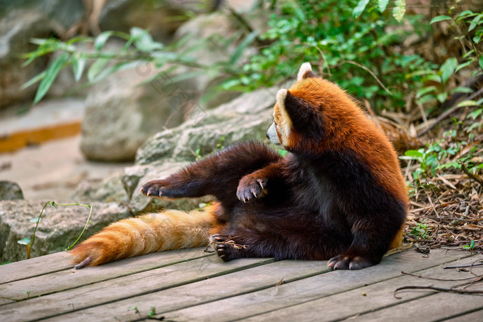野生动物小熊猫摄影