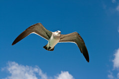 海鸥飞行摄影图片