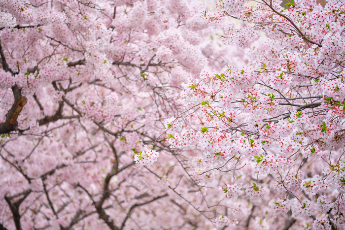 樱花花卉花状装饰后景