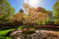 阳光树木花园摄影图片