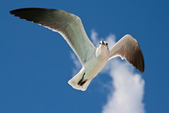 天空中的海鸥摄影图片