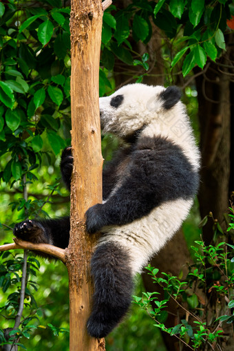 攀爬树枝的野生动物熊猫