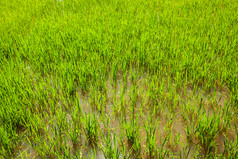 柬埔寨绿色麦苗田地