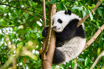 树枝上的动物大熊猫