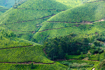 绿色茶山茶叶绿茶