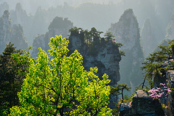 张家界群山花卉<strong>摄影图片</strong>