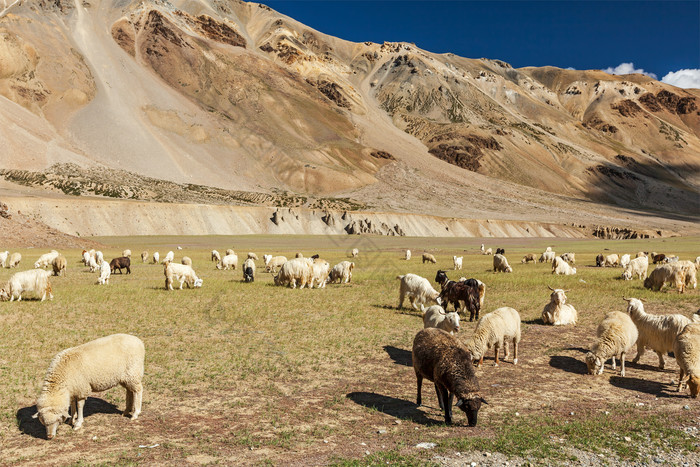山脉放牧群山羊牧场