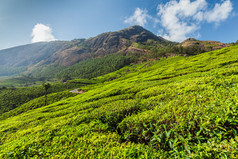 印度山峦绿茶茶园