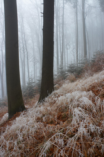 户外景色冬季迷雾间的树木摄影图片