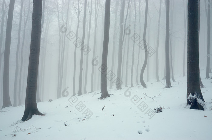 冬季积雪迷雾森林摄影图片