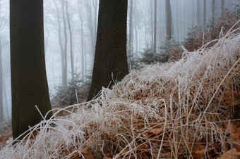 户外景色冬季迷雾间的树木摄影图