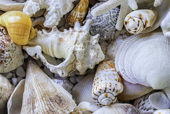 海滩上的海螺贝壳摄影图