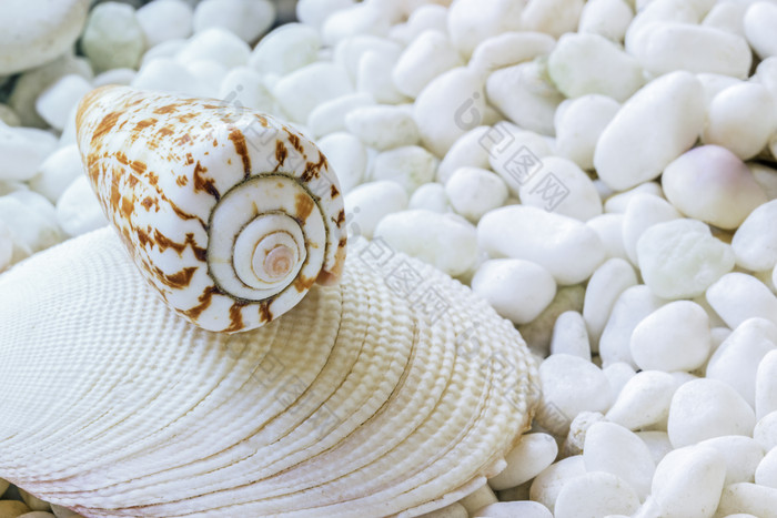 海滩上细砾上的海螺贝壳摄影图